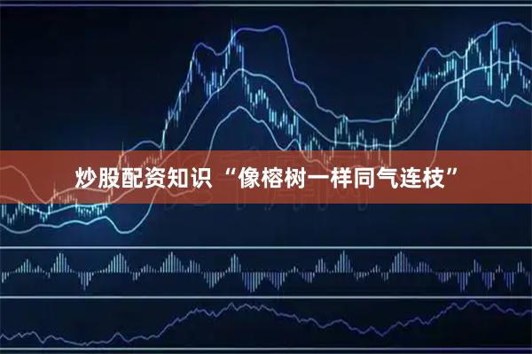 炒股配资知识 “像榕树一样同气连枝”